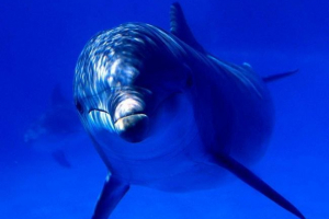 Dolphin kém az izrael szolgálatában Dolphin kém az izrael szolgálatában